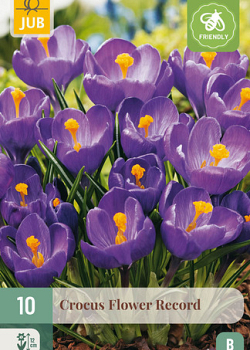 X 10 CROCUS FLOWER RECORD 8/9