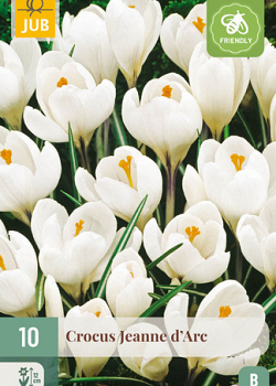 X 10 CROCUS JEANNE DARC 8/9