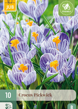 X 10 CROCUS PICKWICK 8/9