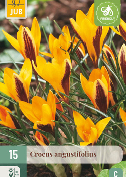 X 15 CROCUS ANGUSTIFOLIUS 5/+