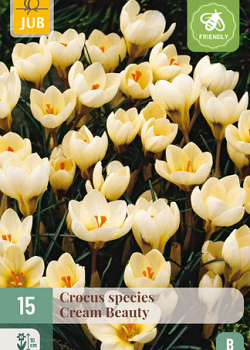 X 15 CROCUS CREAM BEAUTY 5/+