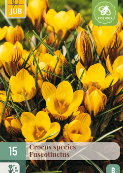 X 15 CROCUS FUSCOTINCTUS 5/+