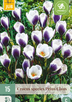 X 15 CROCUS PRINS CLAUS 5/+