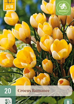 X 20 CROCUS ROMANCE 5/+