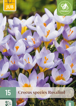 X 15 CROCUS ROSALIND 5/+