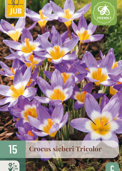 X 15 CROCUS SIEBERI TRICOLOR 5/+