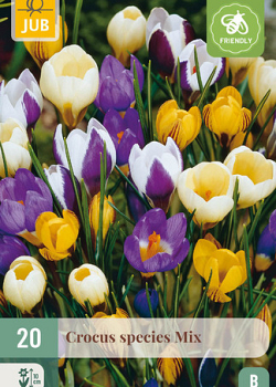X 20 CROCUS SPECIES MIX 5/+