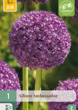 X   1 ALLIUM AMBASSADOR 18/20
