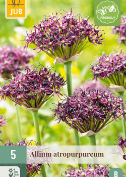 X   5 ALLIUM ATROPURPUREUM 10/+