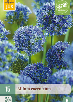 X 15 ALLIUM CAERULEUM 4/5