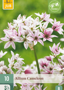 X 10 ALLIUM CAMELEON 4/+