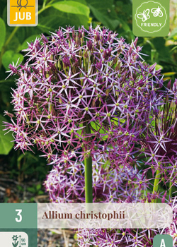 X   3 ALLIUM CHRISTOPHII 12/14