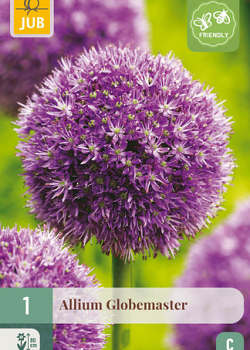 X   1 ALLIUM GLOBEMASTER 18/20