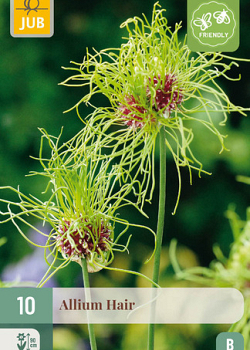 X 10 ALLIUM HAIR 5/+