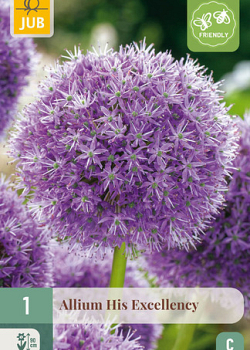 X   1 ALLIUM HIS EXCELLENCY 18/20