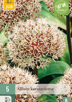 X   5 ALLIUM KARATAVIENSE 12/14