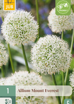 X   1 ALLIUM MOUNT EVEREST 20/+