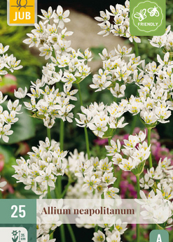 X 25 ALLIUM NEAPOLITANUM 4/+