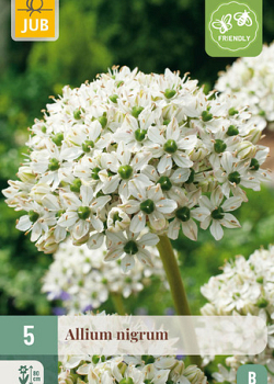 X   5 ALLIUM NIGRUM 10/12