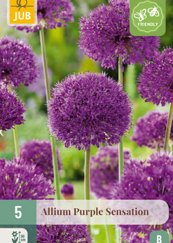 X   5 ALLIUM PURPLE SENSATION 12/14