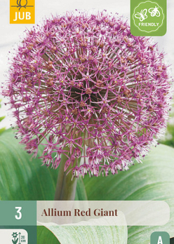 X   3 ALLIUM RED GIANT 12/14