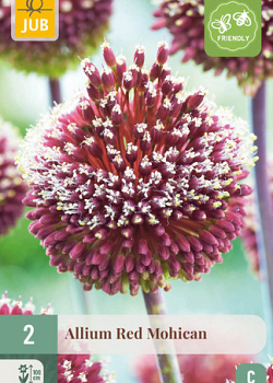 X   2 ALLIUM RED MOHICAN 10/+