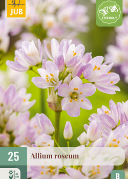 X 25 ALLIUM ROSEUM 4/5