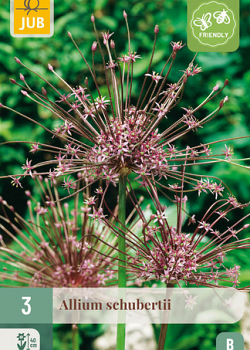 X   3 ALLIUM SCHUBERTII 10/12