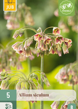 X   5 ALLIUM SICULUM 10/12