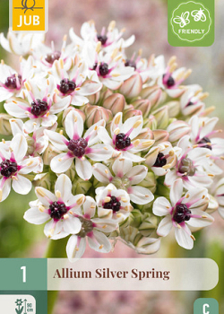 X   1 ALLIUM SILVER SPRING 10/+