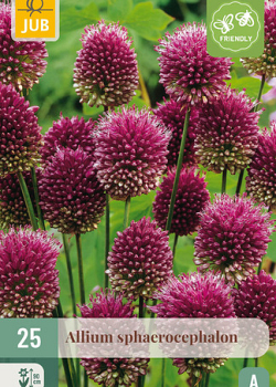 X 25 ALLIUM SPHAEROCEPHALON 5/6
