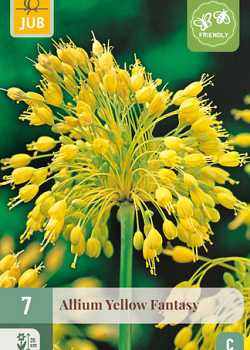 X   7 ALLIUM YELLOW FANTASY 6/+