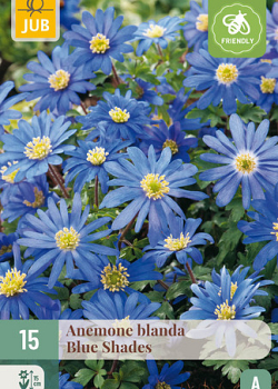 X 15 ANEMONE BLANDA BLUE SHADES 5/+