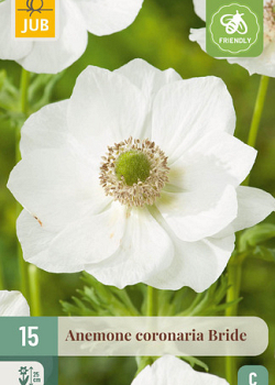 X 15 ANEMONE CORONARIA BRIDE 5/6