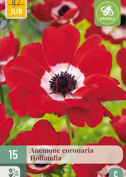 X 15 ANEMONE CORONARIA HOLLANDIA 5/6