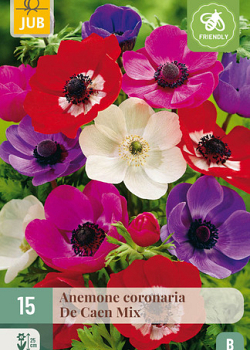 X 15 ANEMONE CORONARIA DE CAEN MIX  5/6