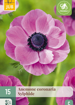 X 15 ANEMONE CORONARIA SYLPHIDE 5/6