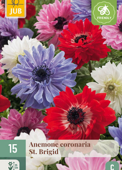 X 15 ANEMONE CORONARIA ST. BRIGID 5/6