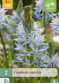 X   2 CAMASSIA CUSICKII 14/+