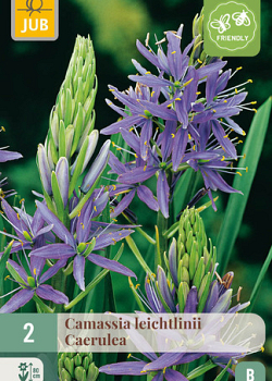 X   2 CAMASSIA LEICHTLINII CAERULEA 14/+