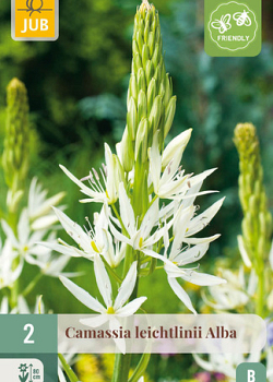 X   2 CAMASSIA LEICHTLINII ALBA 14/+