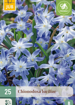 X 25 CHIONODOXA LUCILIAE 5/+