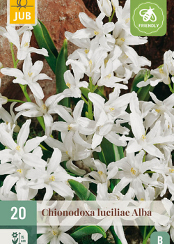 X 20 CHIONODOXA LUCILIAE ALBA 5/+