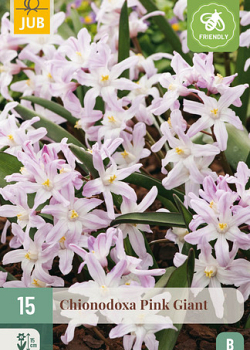X 15 CHIONODOXA PINK GIANT 5/6