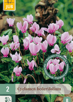 X   2 CYCLAMEN HEDERIFOLIUM NJ 13/15