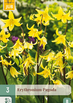 X   3 ERYTHRONIUM PAGODA I
