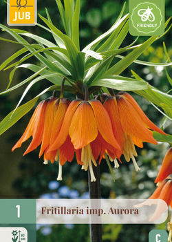 X   1 FRITILLARIA AURORA 20/24