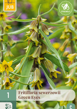 X   1 FRITILLARIA GREEN EYES 20/24