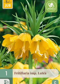 X   1 FRITILLARIA LUTEA 20/24
