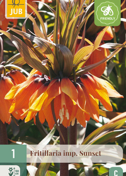 X   1 FRITILLARIA SUNSET 20/24